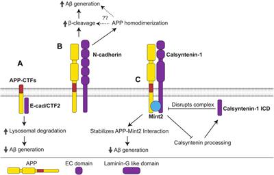 Frontiers | Amyloid Precursor Protein (APP) And Amyloid β (Aβ) Interact ...